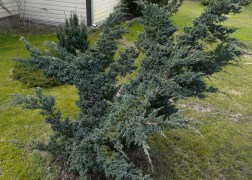 Juniperus squamata Meyeri / Bokros kék himalájai boróka